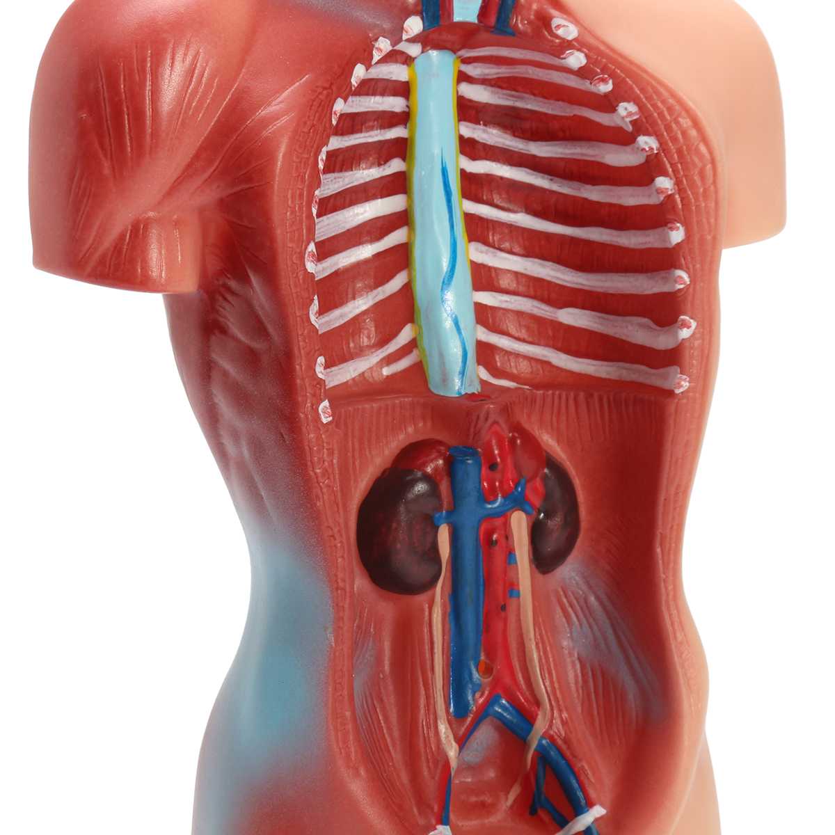 Human Torso model Anatomy model of human internal organs of the trunk